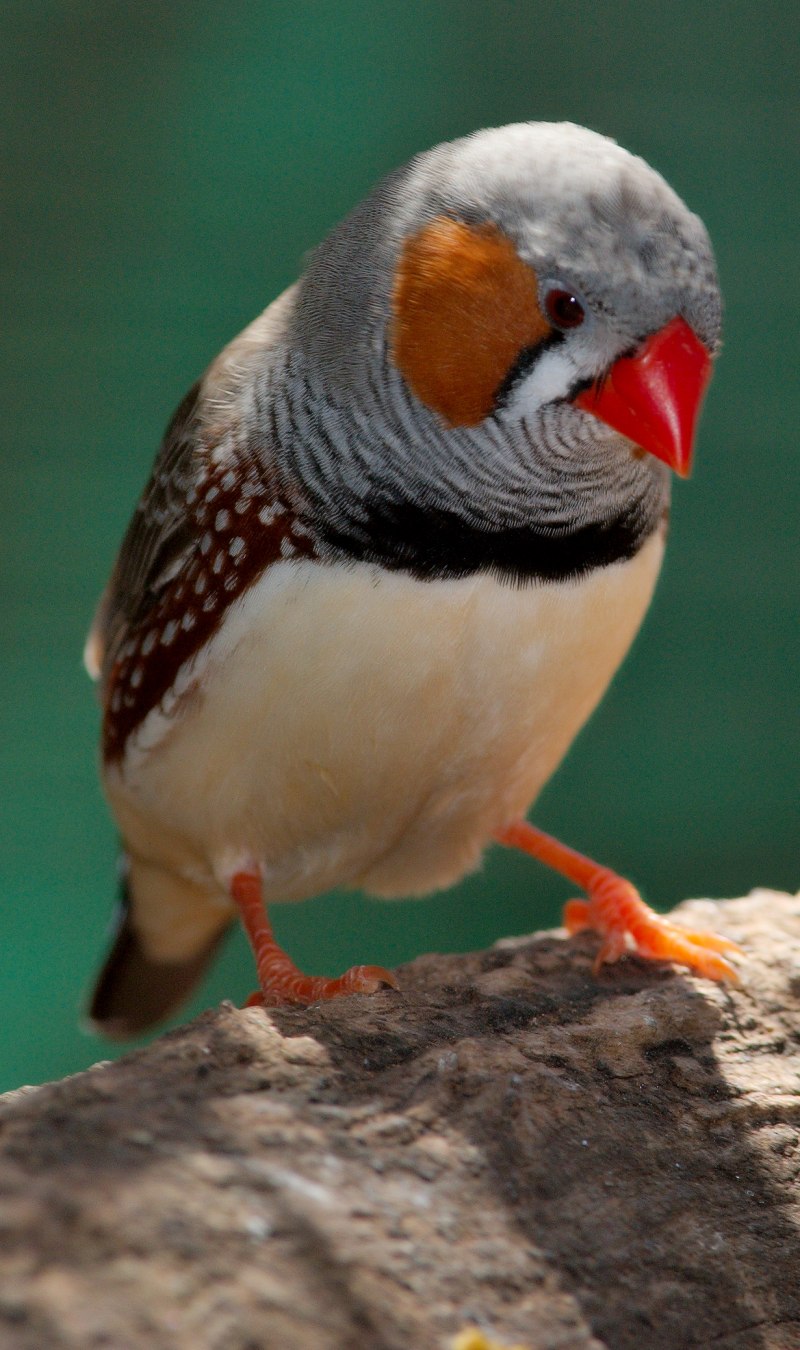 Австралийский амадин