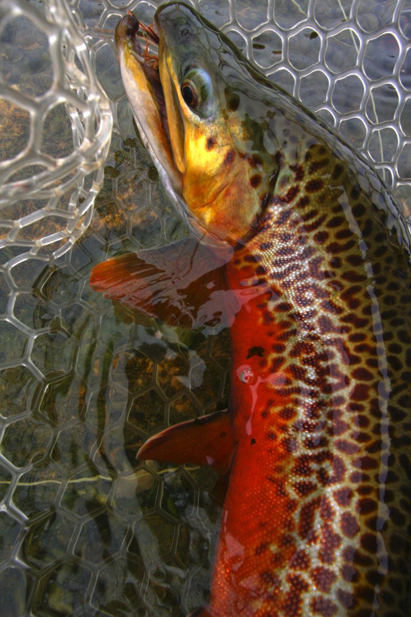 Feed for Trout Fish