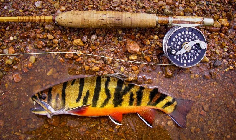 Tiger Trout in nature