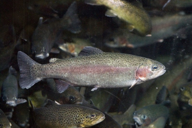Russian Fish