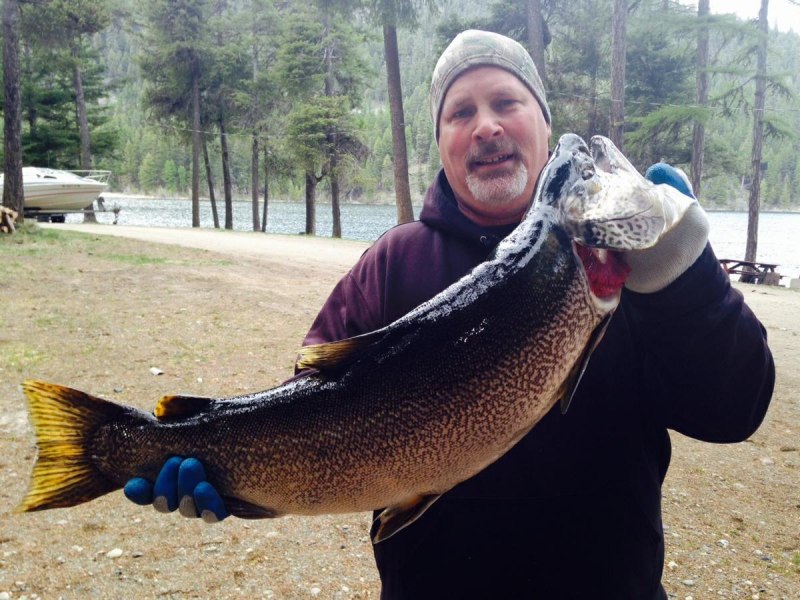 Bikini Brook Trout