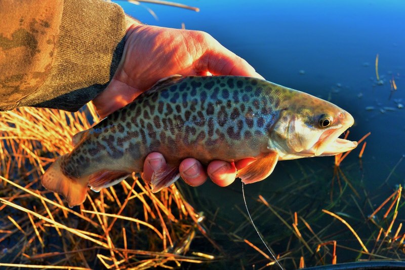 Salmo trutta