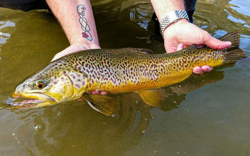 Furry Trout