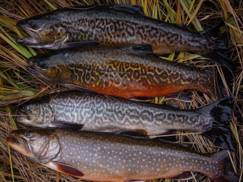 Big Fish Art