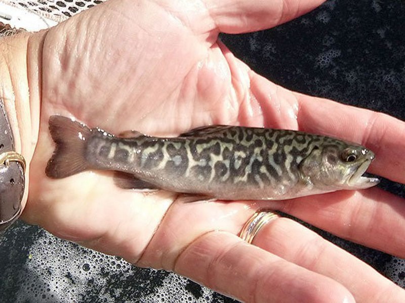 Brook Trout