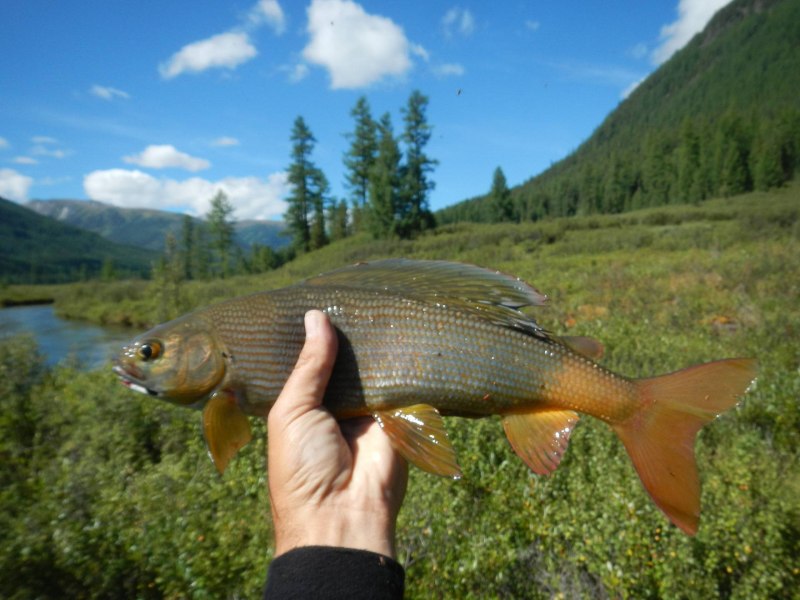Европейский хариус — Thymallus Thymallus (l., 1758)