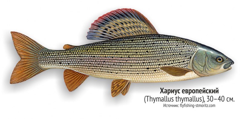 Хариус Восточно Сибирский