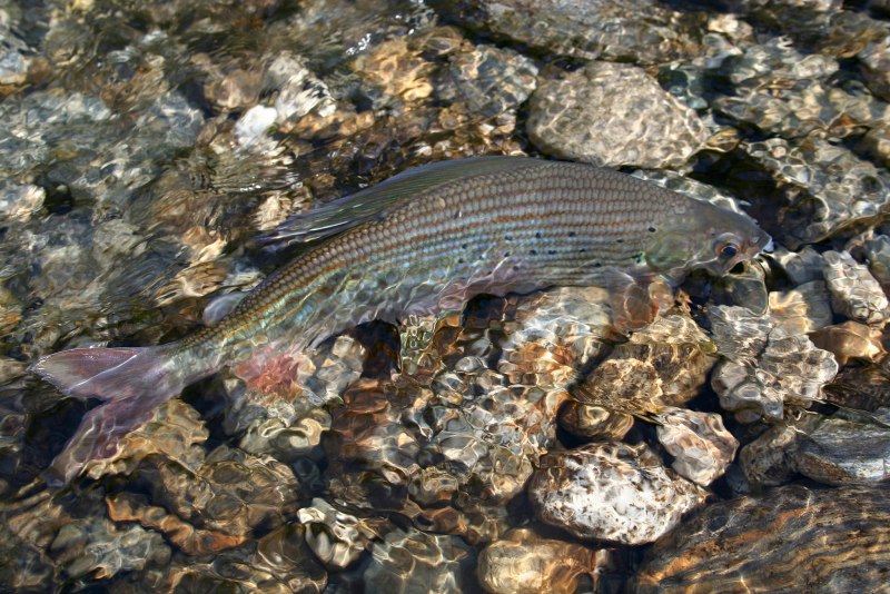 Сибирский хариус - Thymallus arcticus