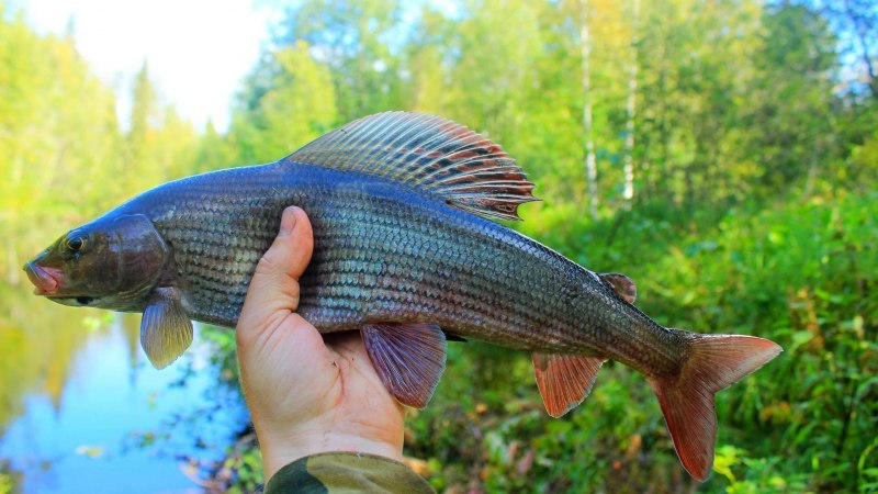 Буреинский хариус