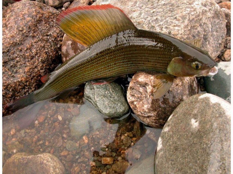 Хариус (Thymallus Thymallus)