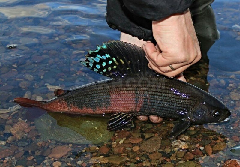 Сибирский хариус - Thymallus arcticus