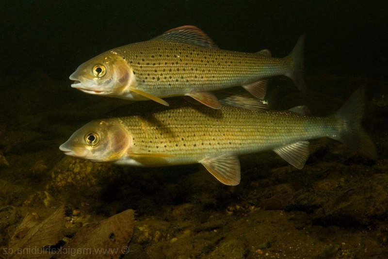 4. Хариус Сибирский-Thymallus arcticus