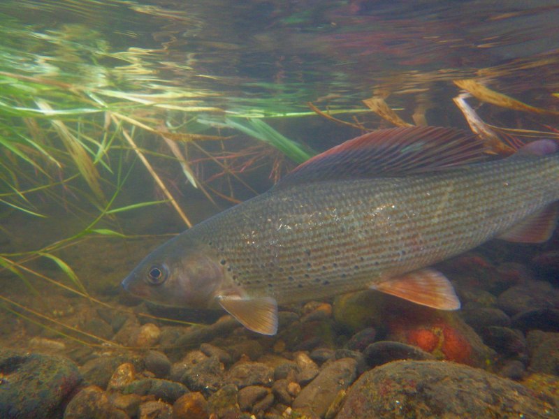 Европейский хариус Thymallus Thymallus
