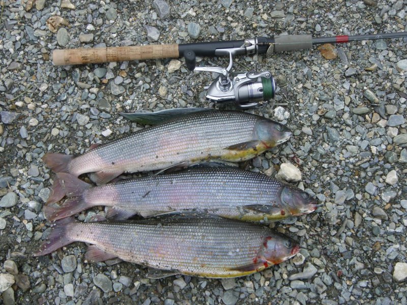 Сибирский хариус - Thymallus arcticus