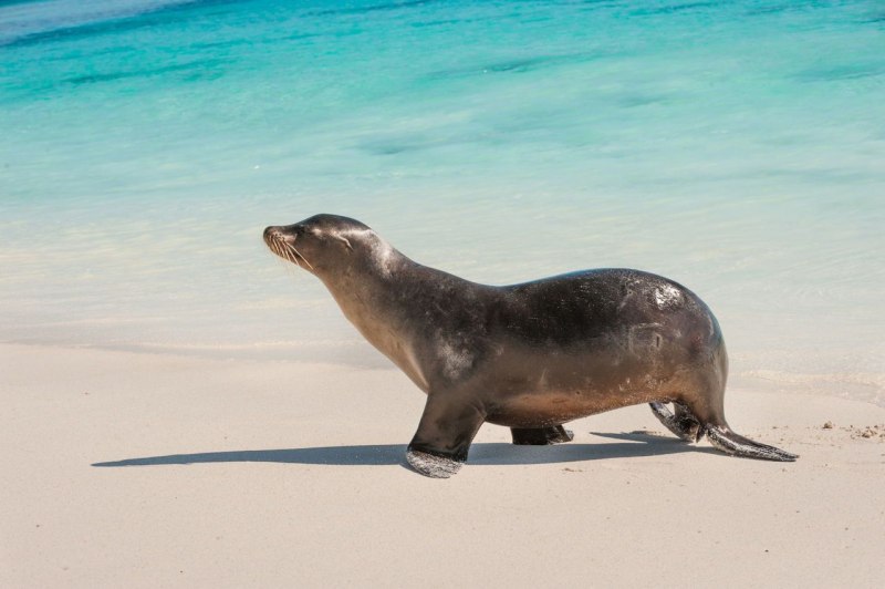 Галапагосский морской котик (Arctocephalus Galapagoensis)