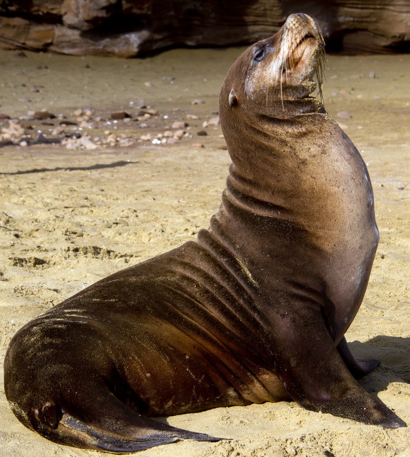 Калифорнийский морской Лев Zalophus californianus