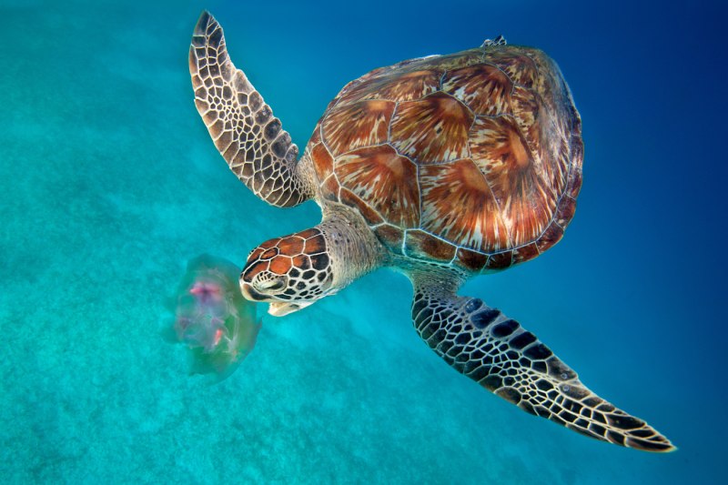 Коралловая черепаха (60 фото)