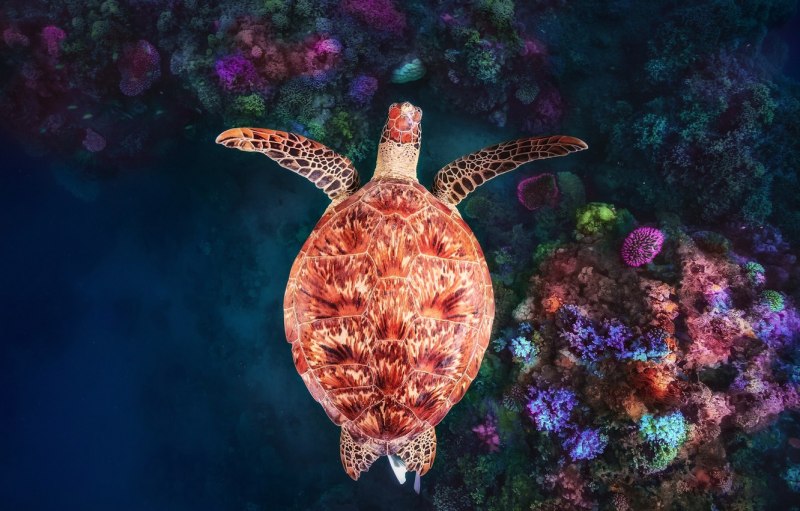 Индийская морская черепаха