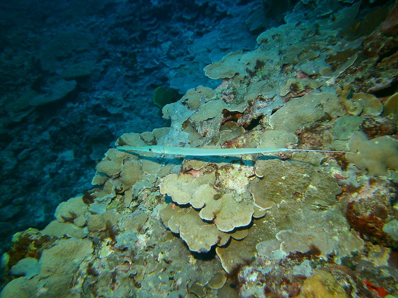 Рыба флейта красное море
