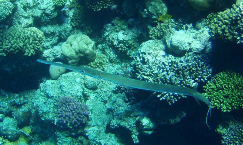 Рыба флейта красное море