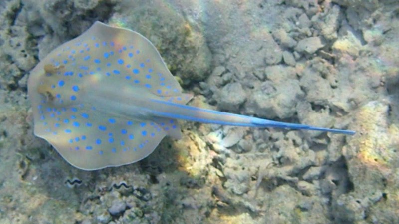 Fistularia commersonii