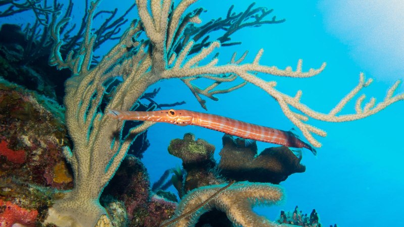 Trumpets Sea species