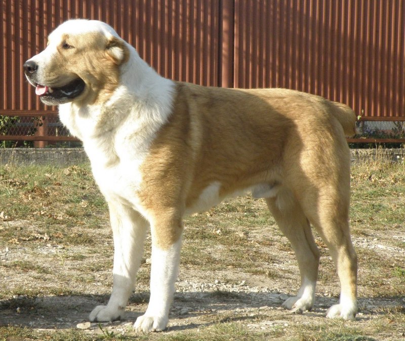 Тигровый алабай
