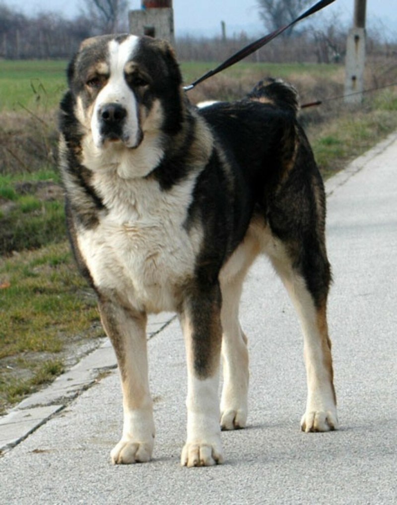 Алабай собака