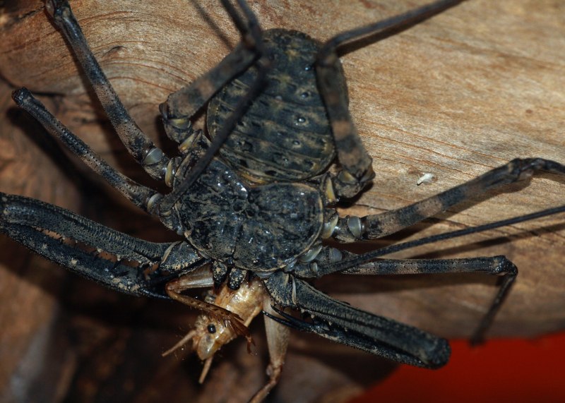 Фрин мексиканский (Phrynus mexicanus