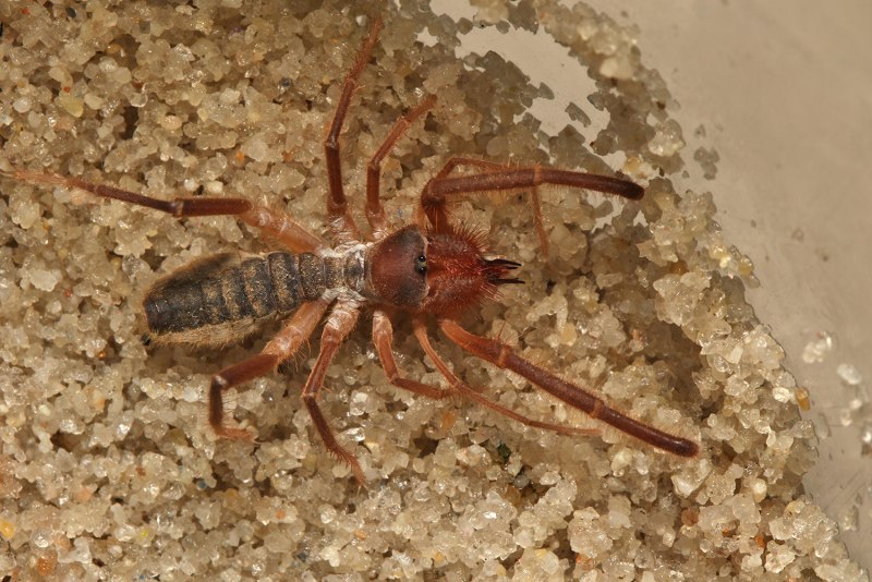 Euphrynichus amanica паук