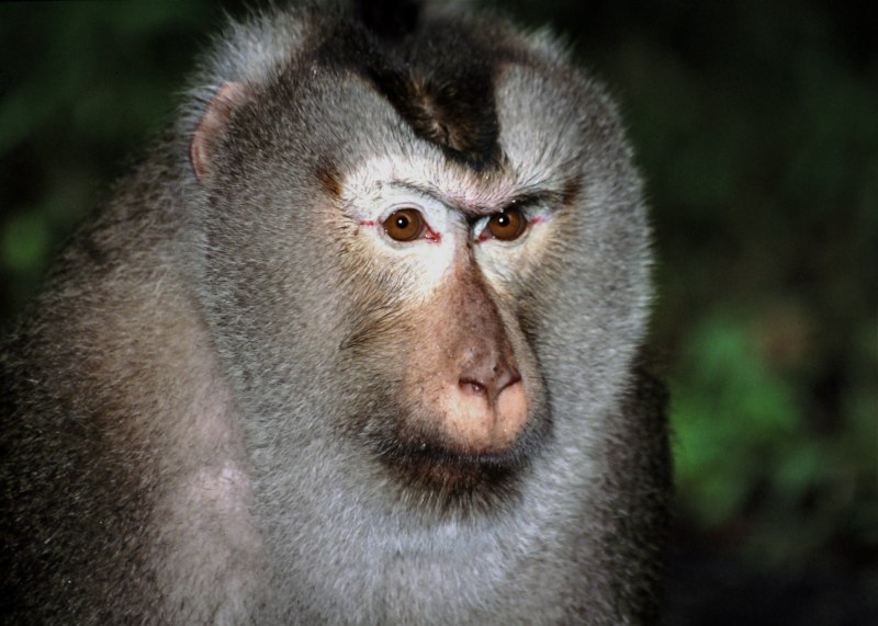 Macaca nemestrina