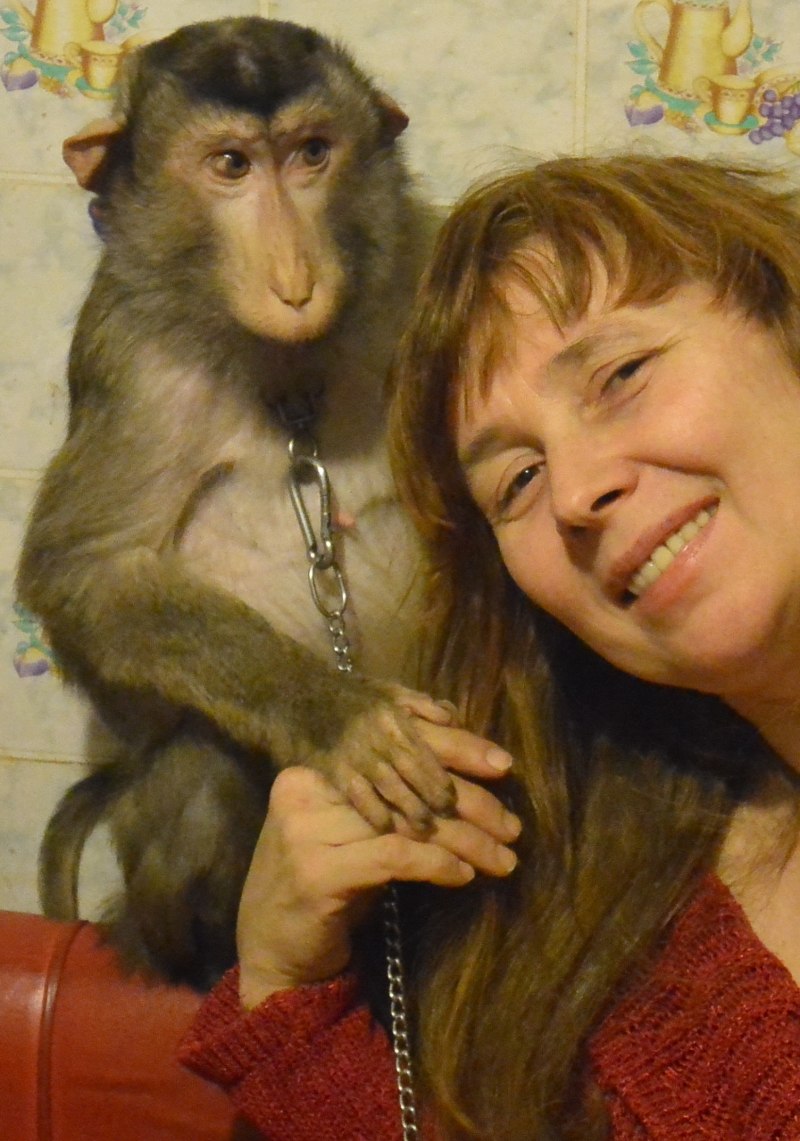 Pig-tailed macaque