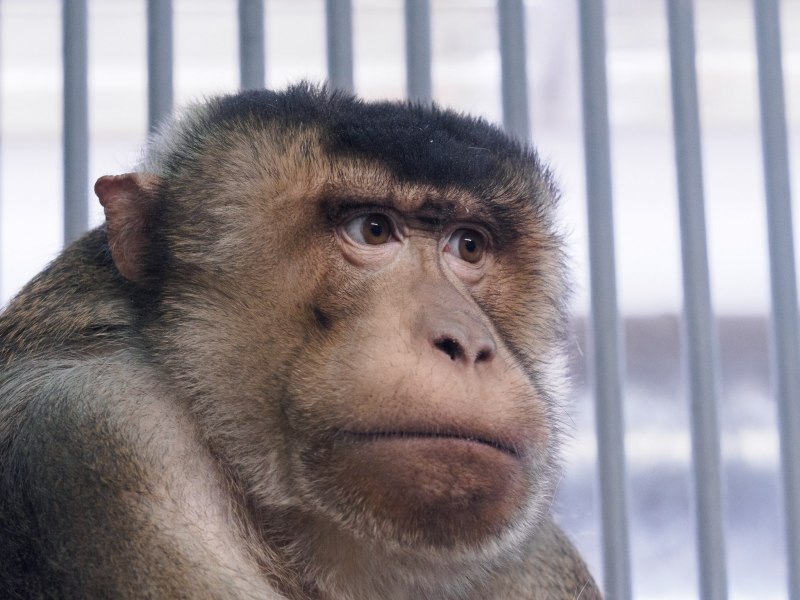 Macaca Leonina (Northern Pig-tailed macaque)