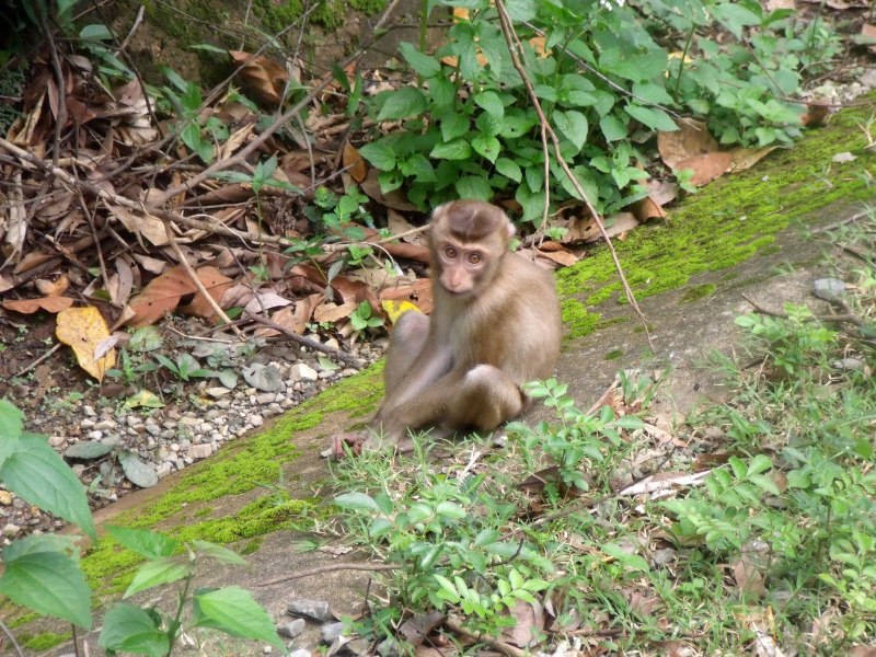 Macaca Leonina (Northern Pig-tailed macaque)