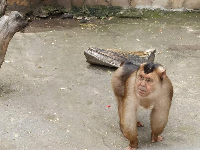 Макака лапундер