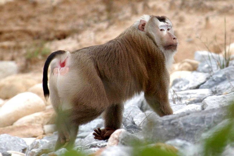 Macaca nemestrina nemestrina