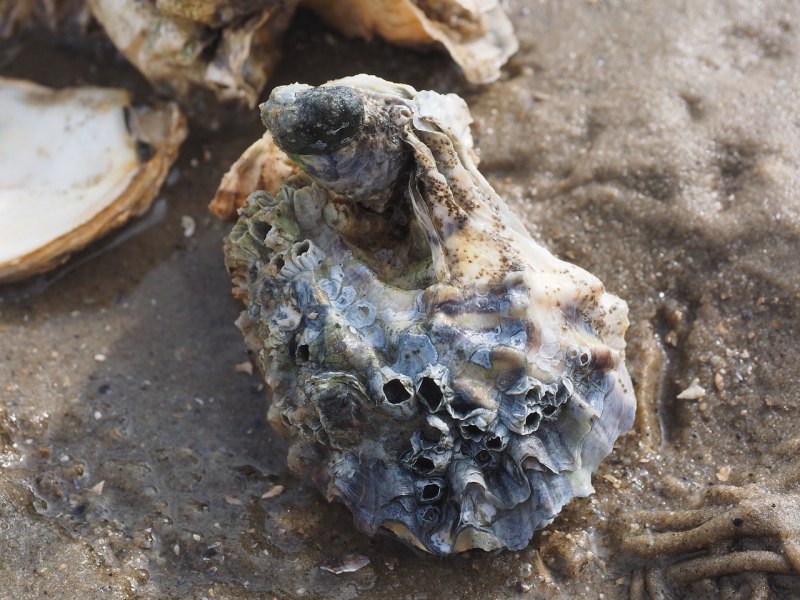 Тихоокеанская Устрица Crassostrea Gigas