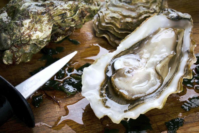 Allonautilus scrobiculatus
