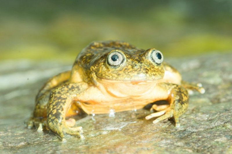 Triprion spinosus