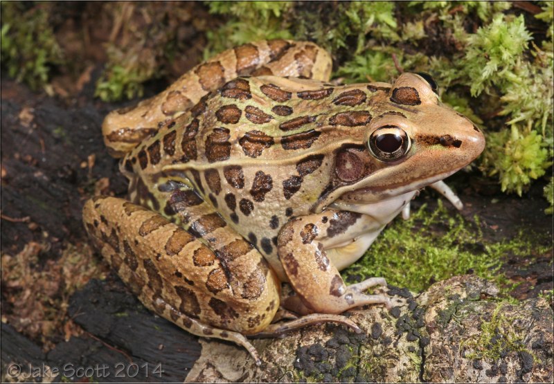 Amphibia toads Percy