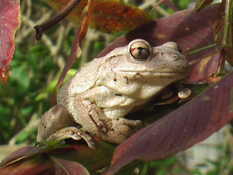 Рогатка ceratophrys Ornata