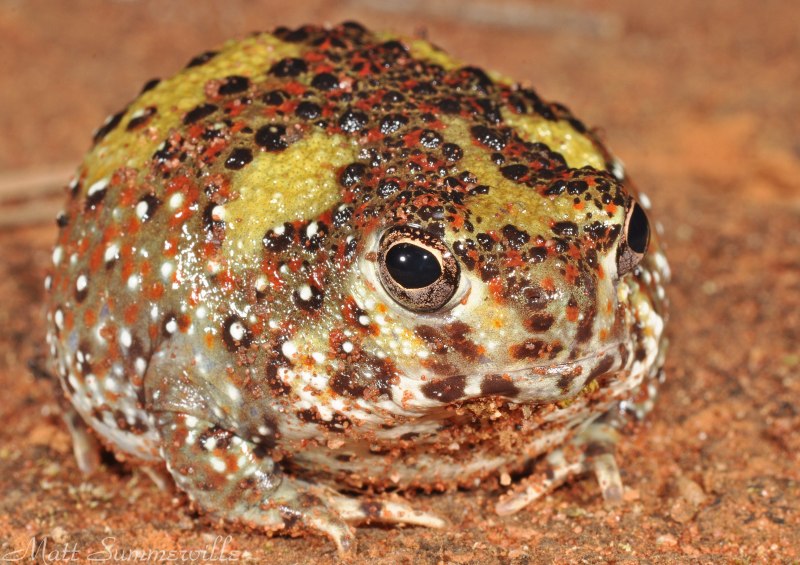 Лягушковидная жаба (Limnodynastes tasmaniensis