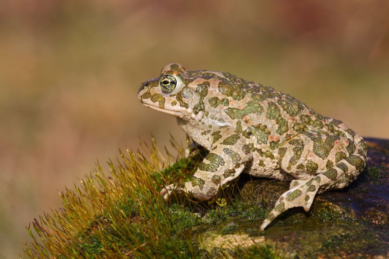 Pelobates syriacus