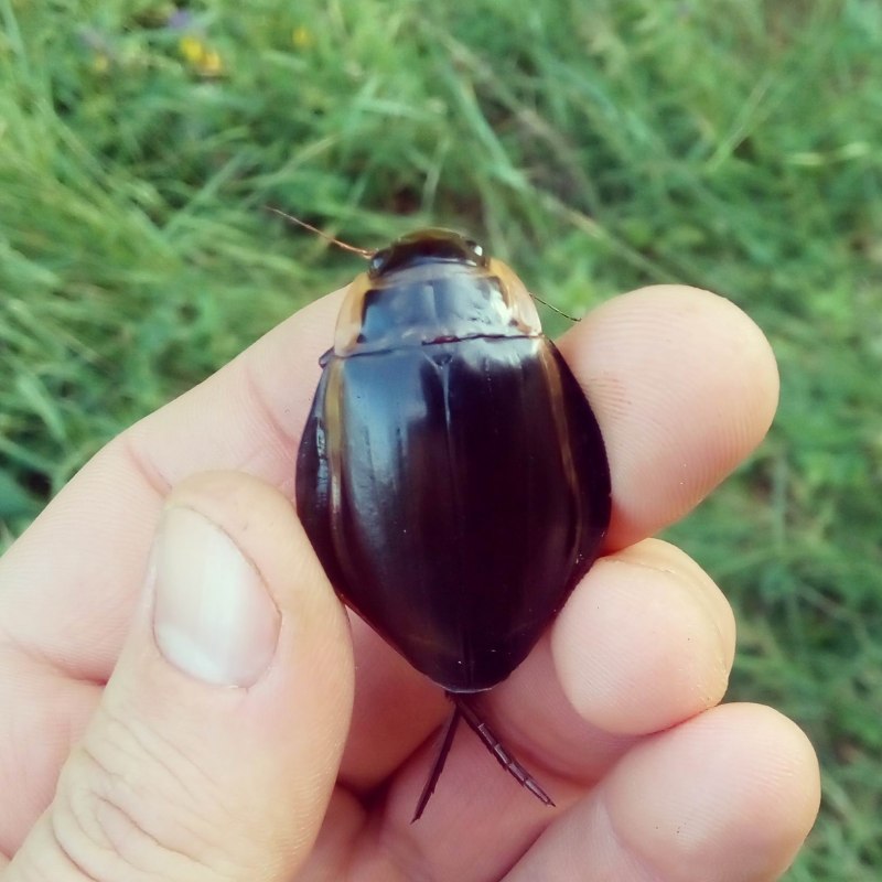 Жук Dytiscus marginalis