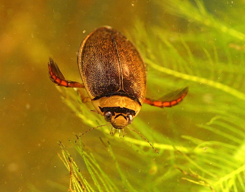 Жук-плавунец Dytiscus marginalis