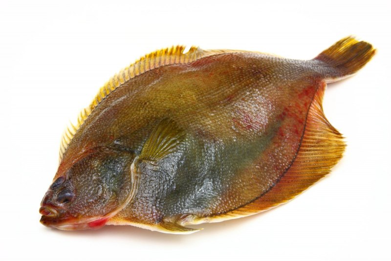 Морская камбала