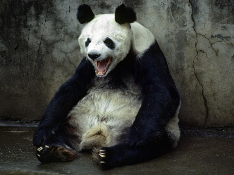Бешеная панда (49 фото)