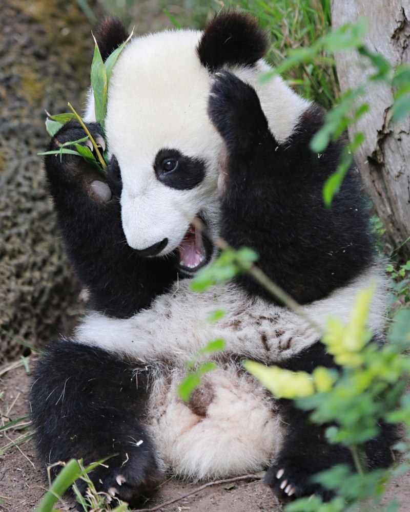 Best Panda man photos