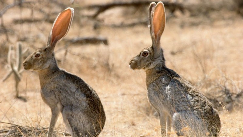 Hase немецкий