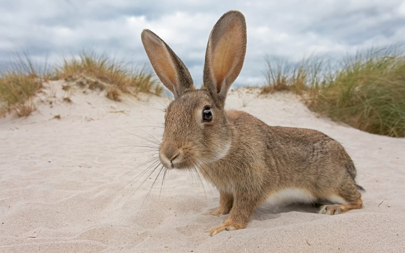 Пустынный кролик (56 фото)